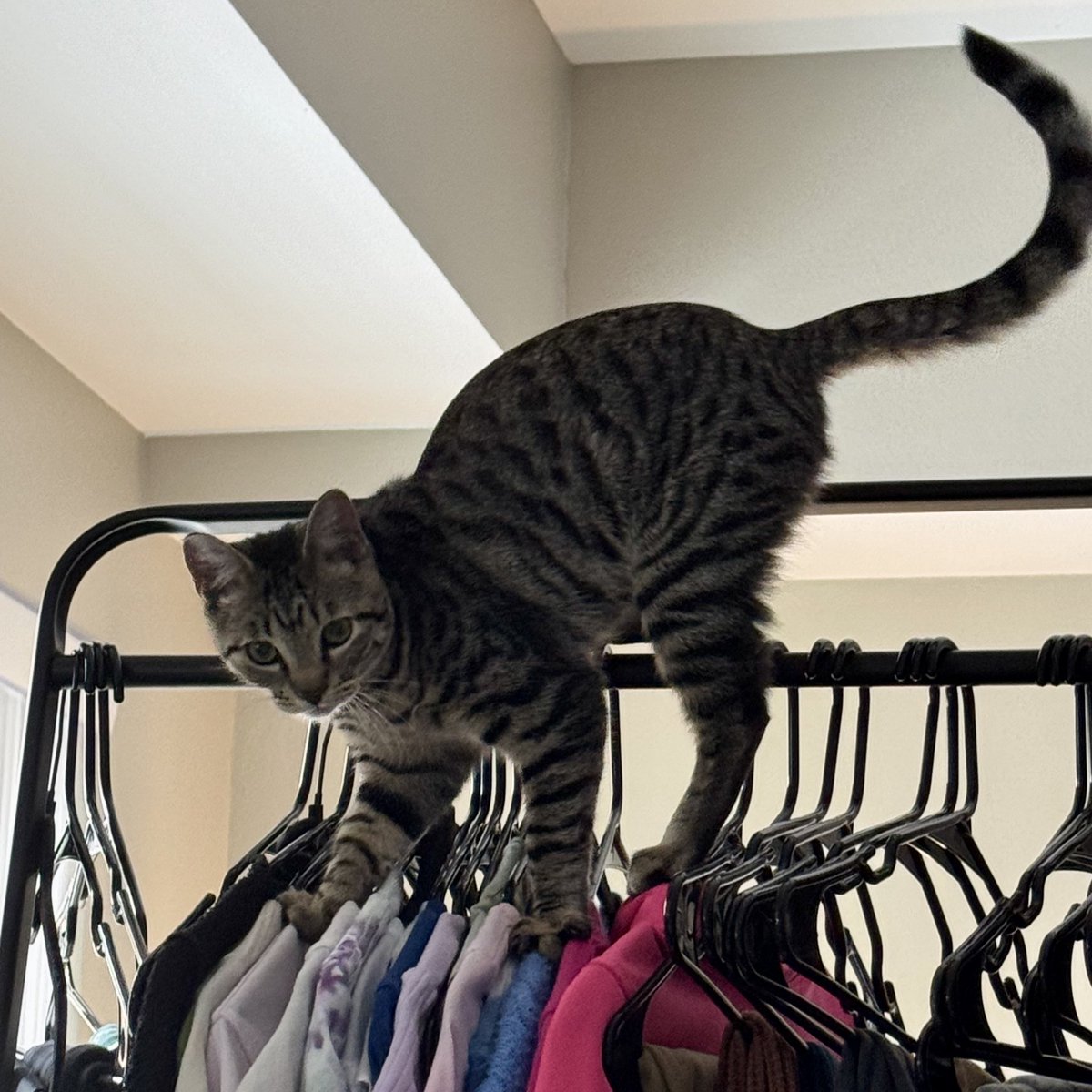 Beefsteak 🐄 tweet media