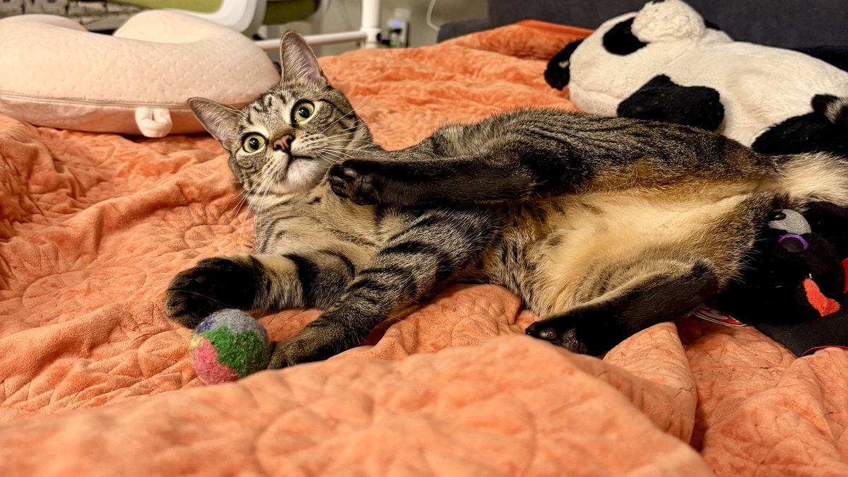 Beefsteak 🐄 tweet media