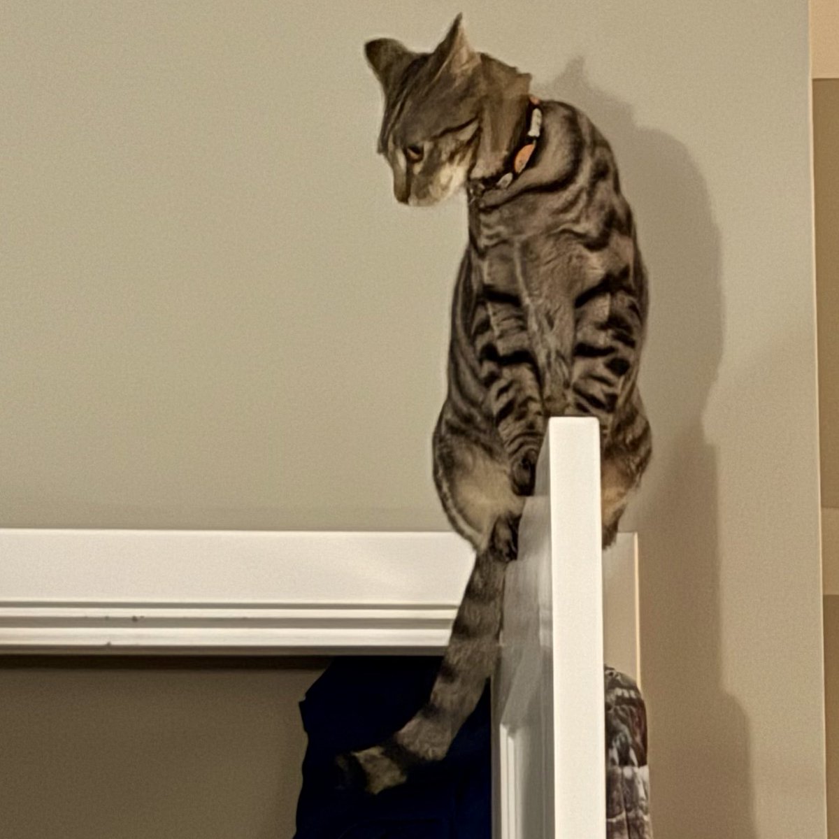 Beefsteak 🐄 tweet media