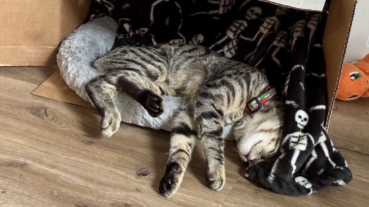 Beefsteak 🐄 tweet media