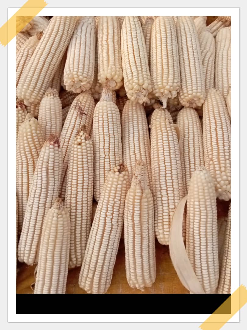 Scientific Farmer tweet media