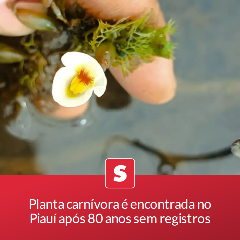 Planta carnívora é encontrada no Piauí após 80 anos sem registros

Achado acende alerta para preservação da espécie, que usa uma armadilha engenhosa para comer outros seres vivos

📖 Leia a matéria no link - mrf.lu/rcgN