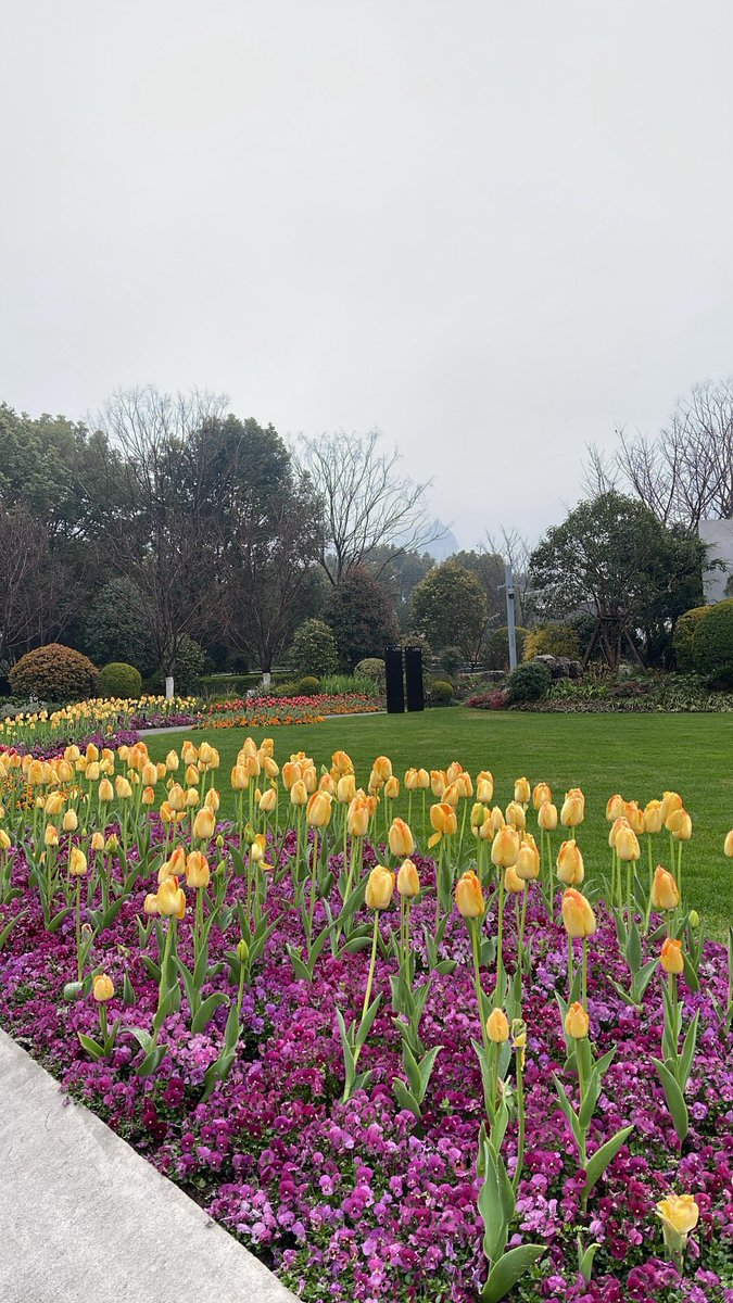 illili03's tweet photo. Tulips🌷🌷 https://t.co/yQXfVuLzFT