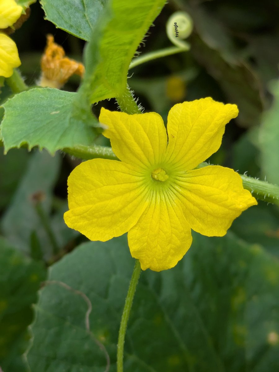 तुषार इंगळे tweet media