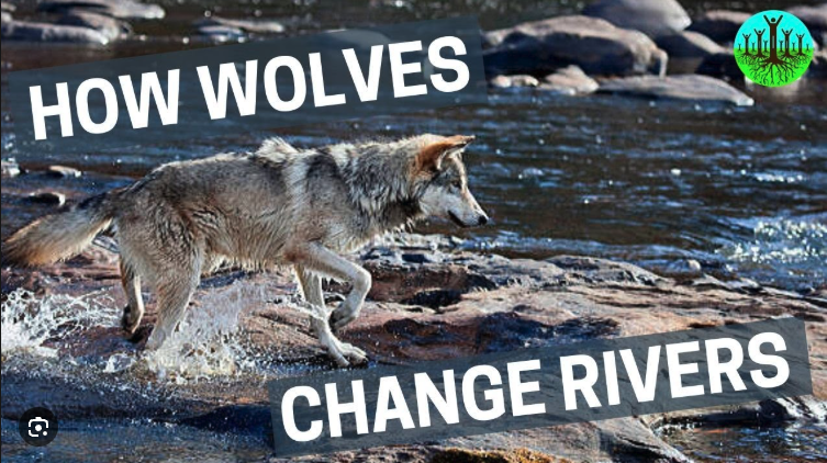 Voyageurs Wolf Project tweet media