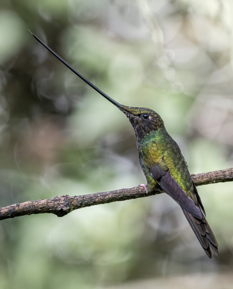 diegoetorres's tweet photo. Un buen día en los cerros orientales de Bogotá revela contrastes: un pico muy largo, uno muy corto, un colibrí enorme y otro diminuto…para recordarnos que lo extraordinario no es la excepción, es la regla.

#miercolesdeemplumados https://t.co/R7mCoWNJUo