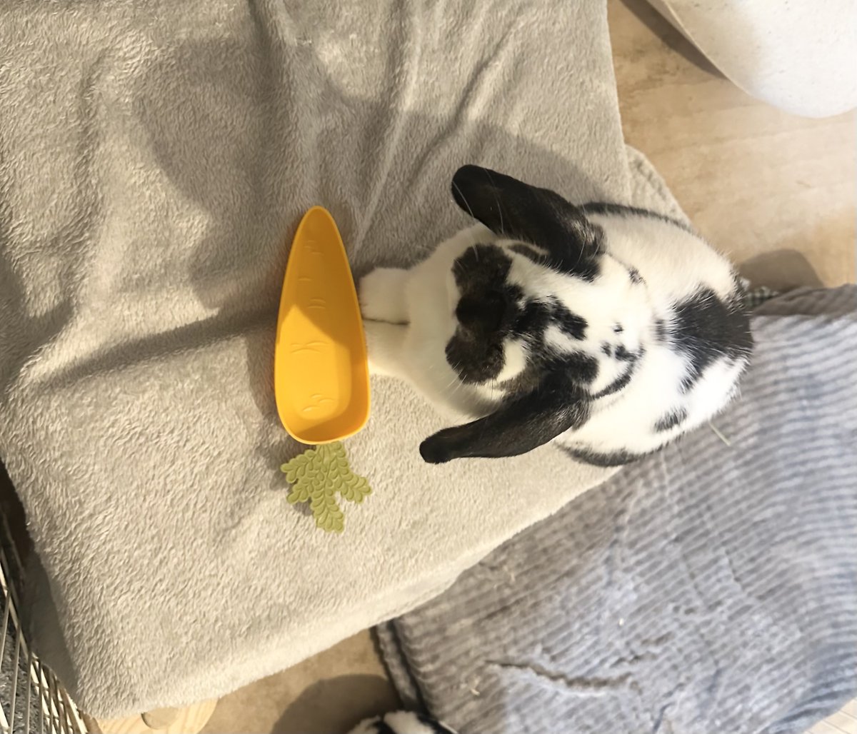 うさぎのバズ🐰I am Buzz tweet media