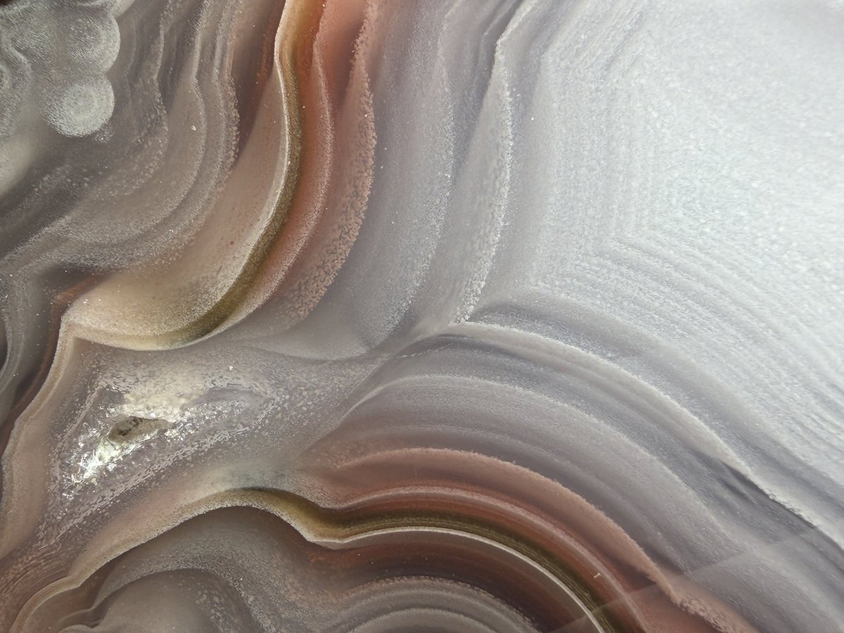 グンマー tweet media