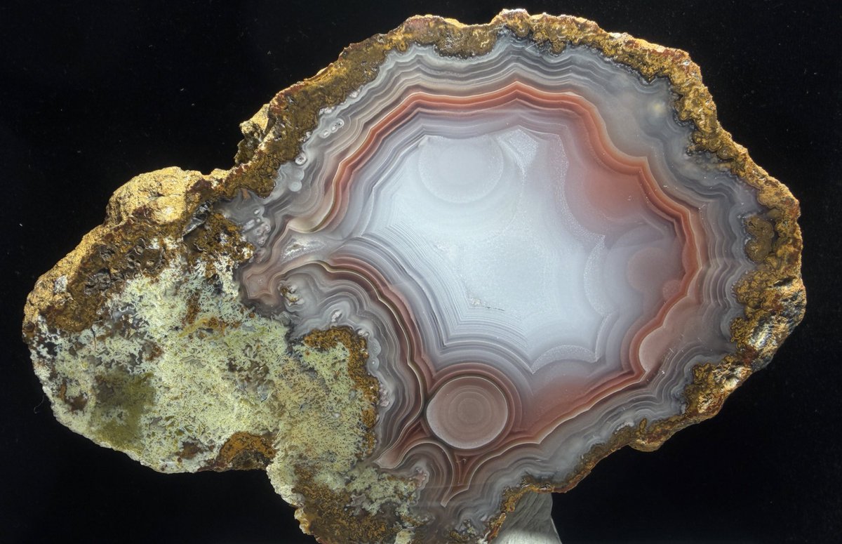 グンマー tweet media