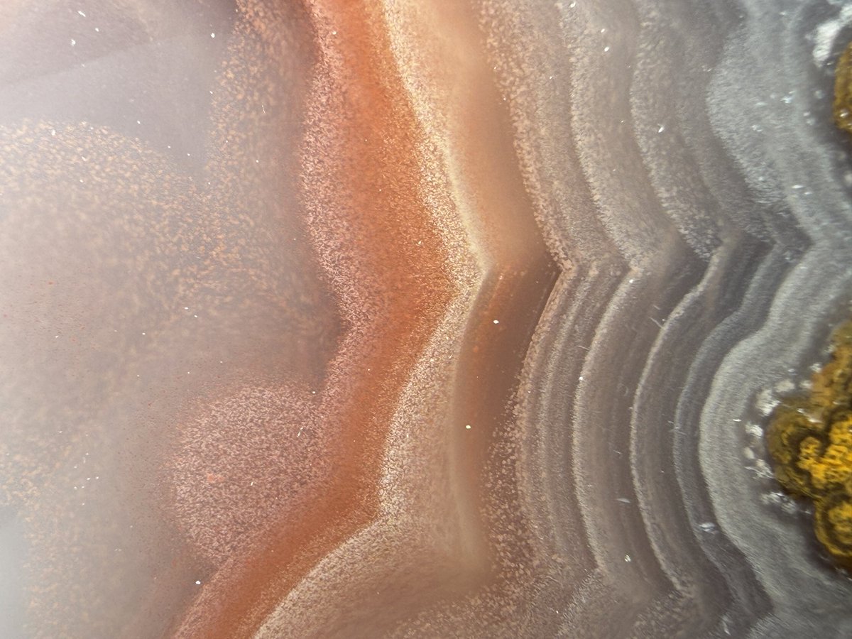 グンマー tweet media