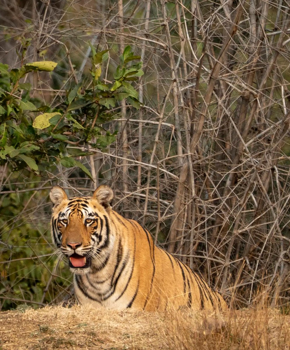 timesofindia's tweet image. A sub-adult tiger born to tigress ‘Chhoti Madhu’ was seen walking close to a tourists’ vehicle at the Tadoba-Andhari Tiger Reserve in Chandrapur, Maharashtra. The reserve continues to offer striking glimpses of wildlife in their natural habitat.

#Tadoba #Tiger #Wildlife