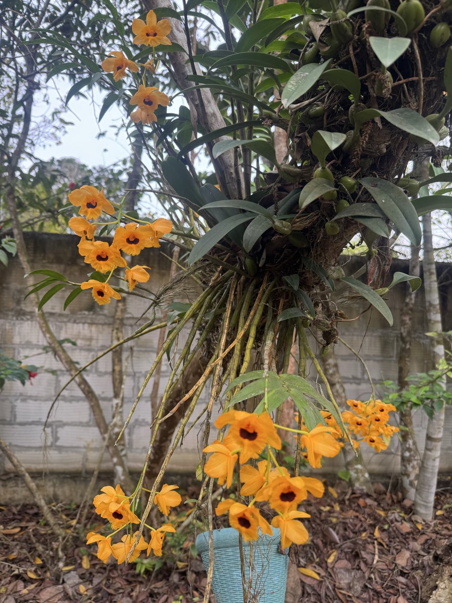 Mrinal Saikia tweet media