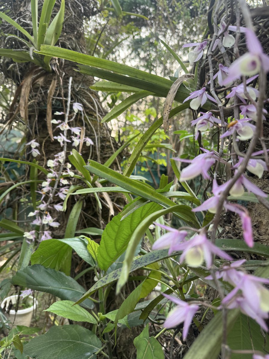 Mrinal Saikia tweet media