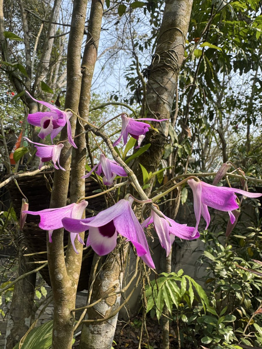 Mrinal Saikia tweet media