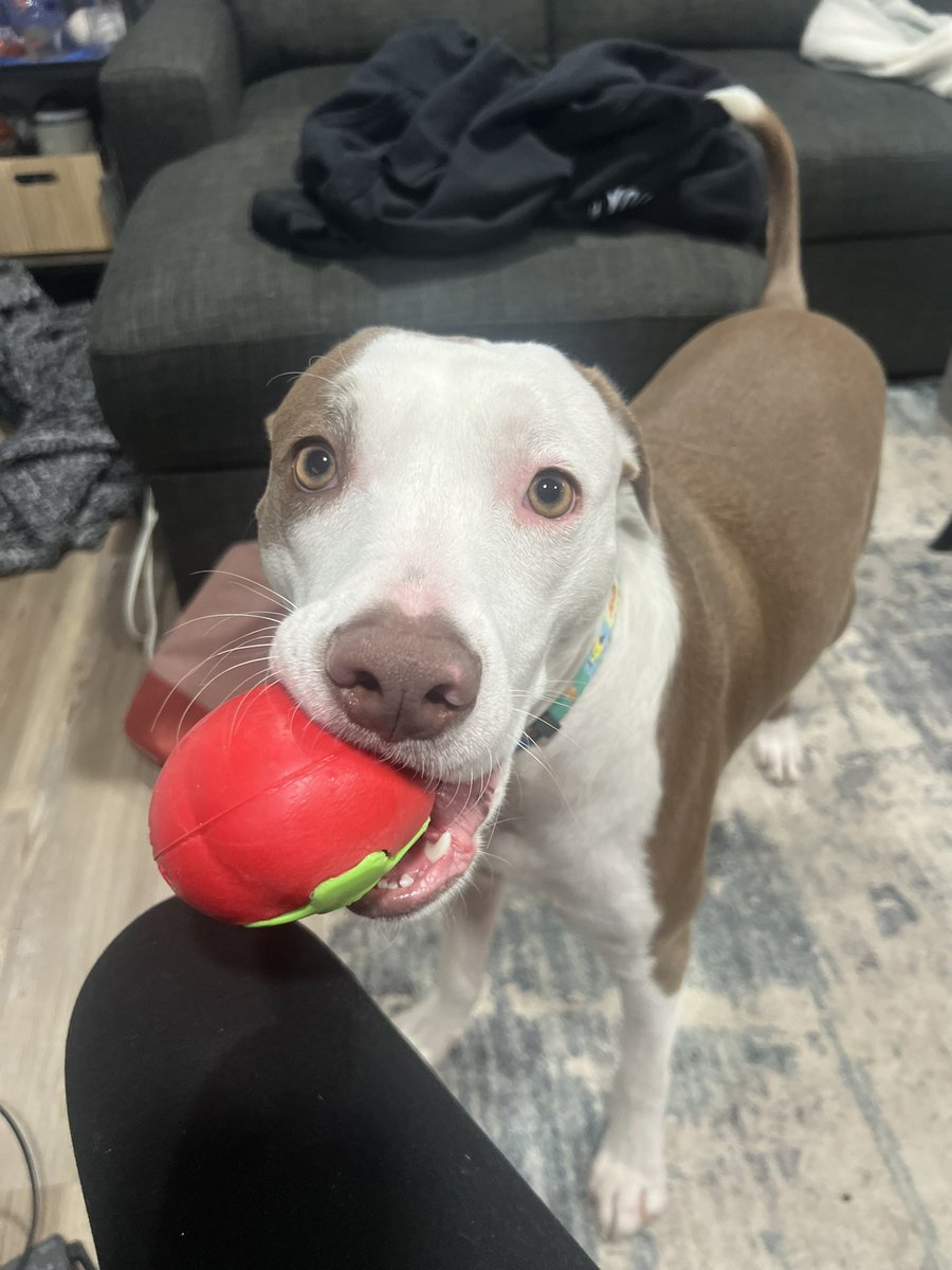 brookelle tweet media