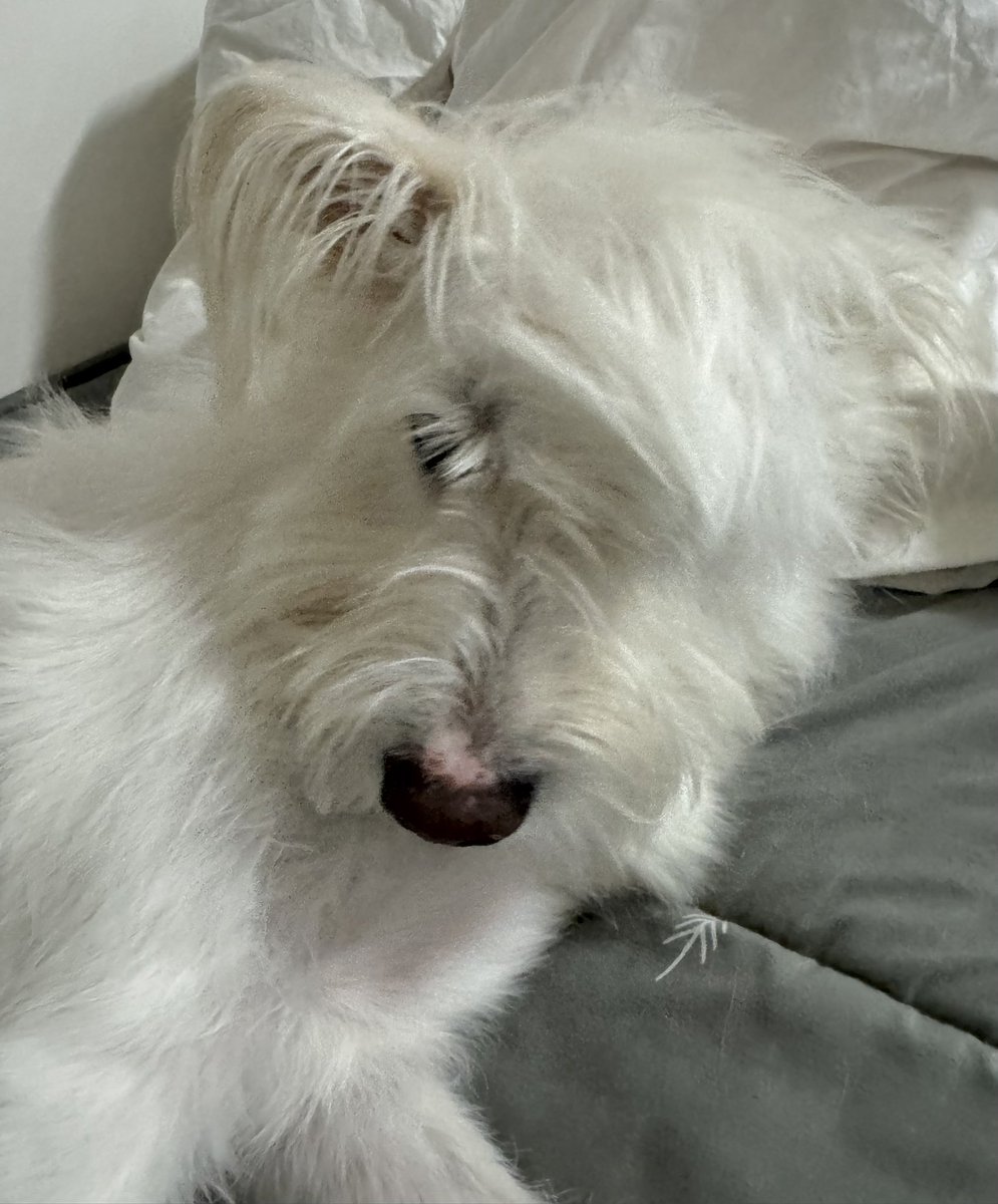 똥안부 tweet media