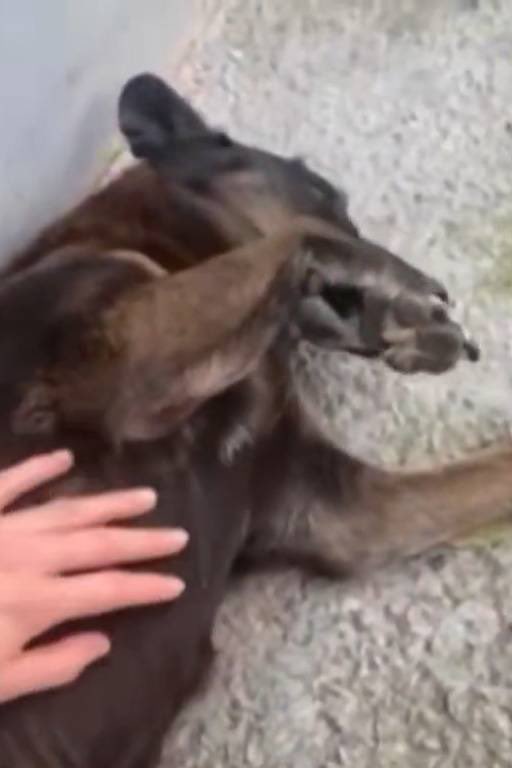 E aí, gente? O caso do Cão Orelha vai ficar por isso mesmo? Ninguém vai pagar por nada? 😑

O silêncio também é injustiça. #JustiçaPorOrelha