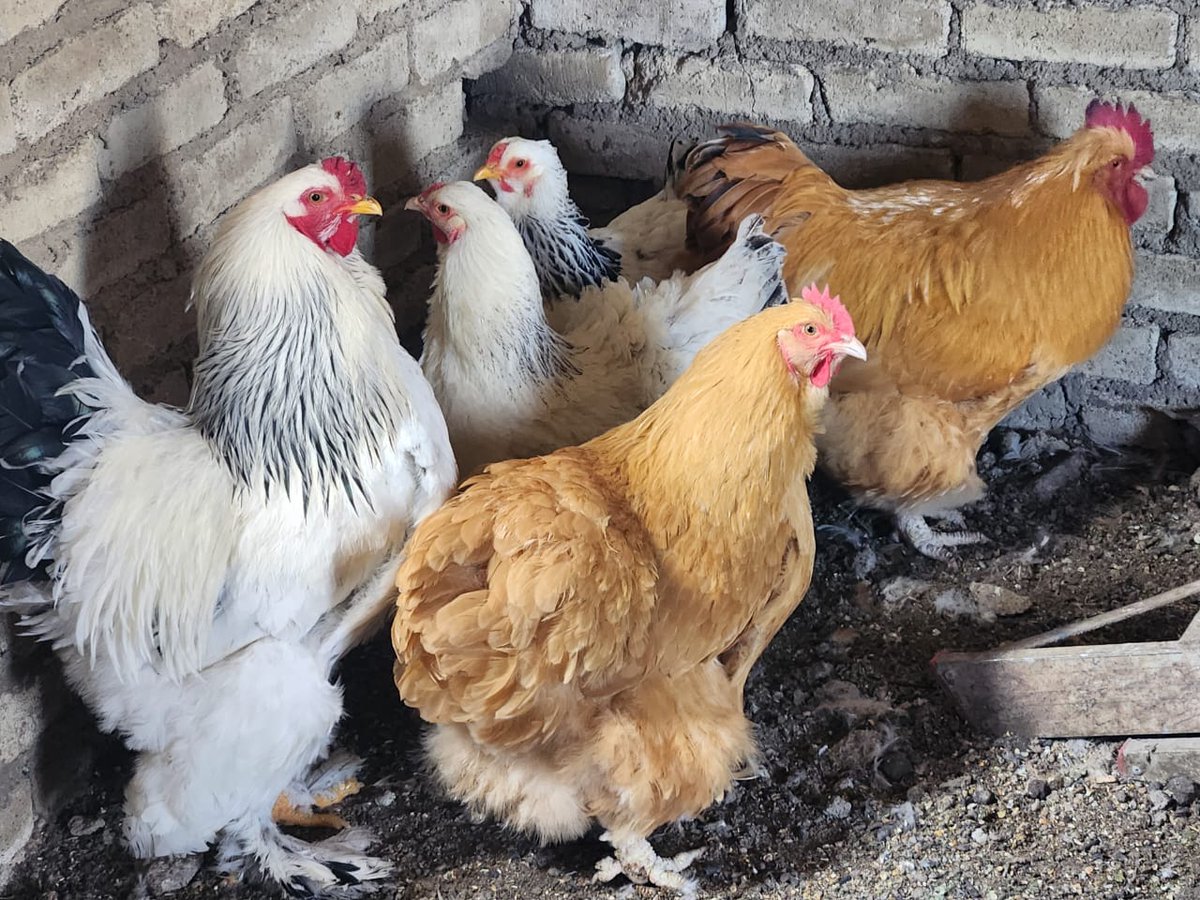 Iamnodaysoff®™🇺🇸 🇧🇼🇿🇦🐦 tweet media