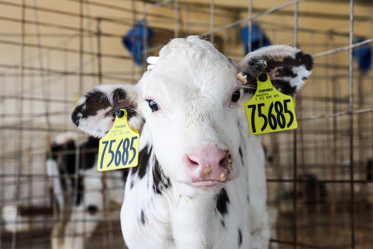 Have you noticed how many dairy cows have ear tags? 🐄🏷️ These aren't just number or name tags. They are RFID tags, or Radio Frequency Identification which help farmers keep track of the health of their cows.

Each RFID tag gives cows their own digital profile, which includes