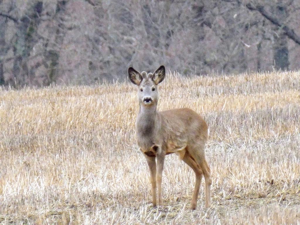 HPaluste's tweet image. Metskits 
#wildlife #wildanimals #naturfotografie