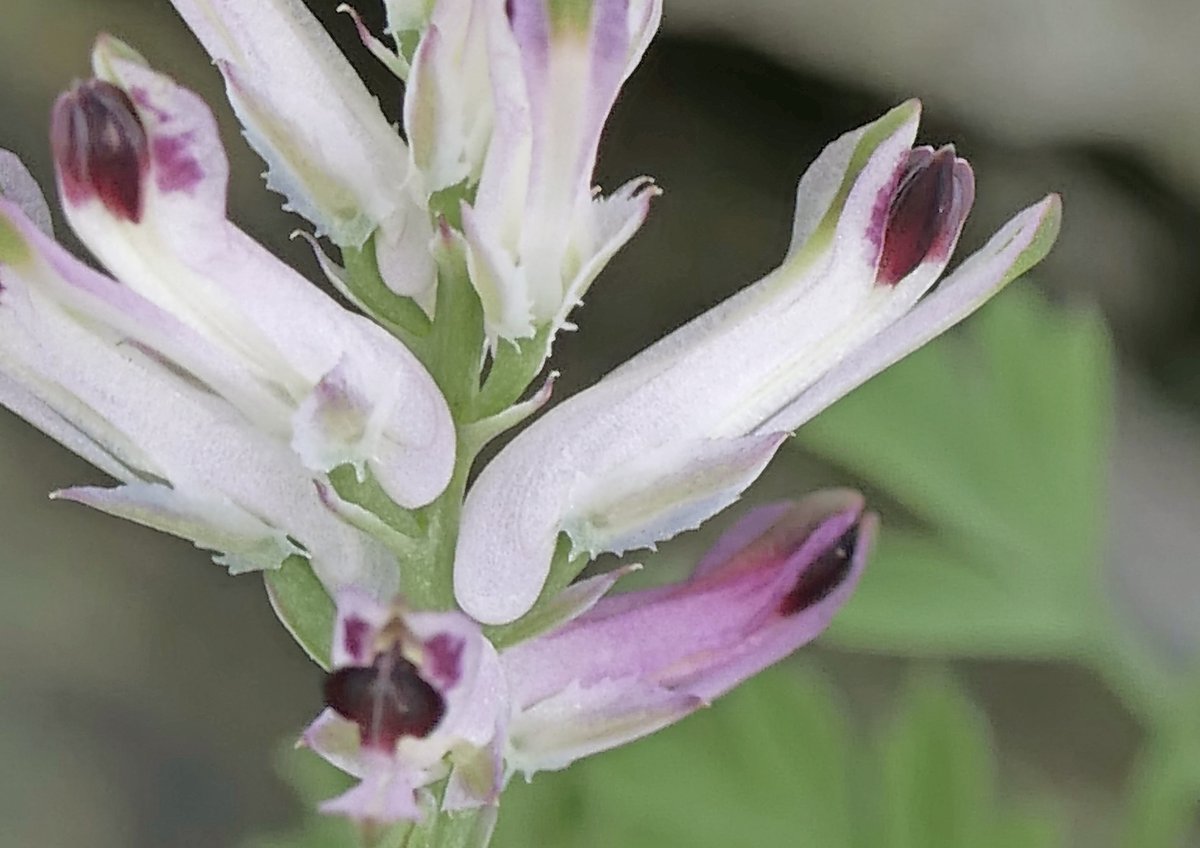 Sylvatica tweet media