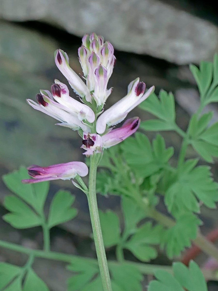 Sylvatica tweet media