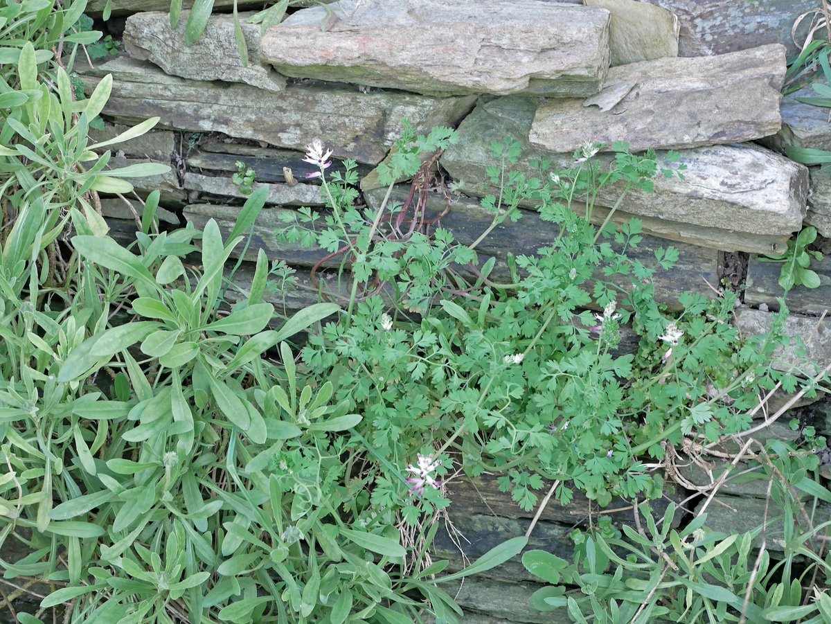 Sylvatica tweet media