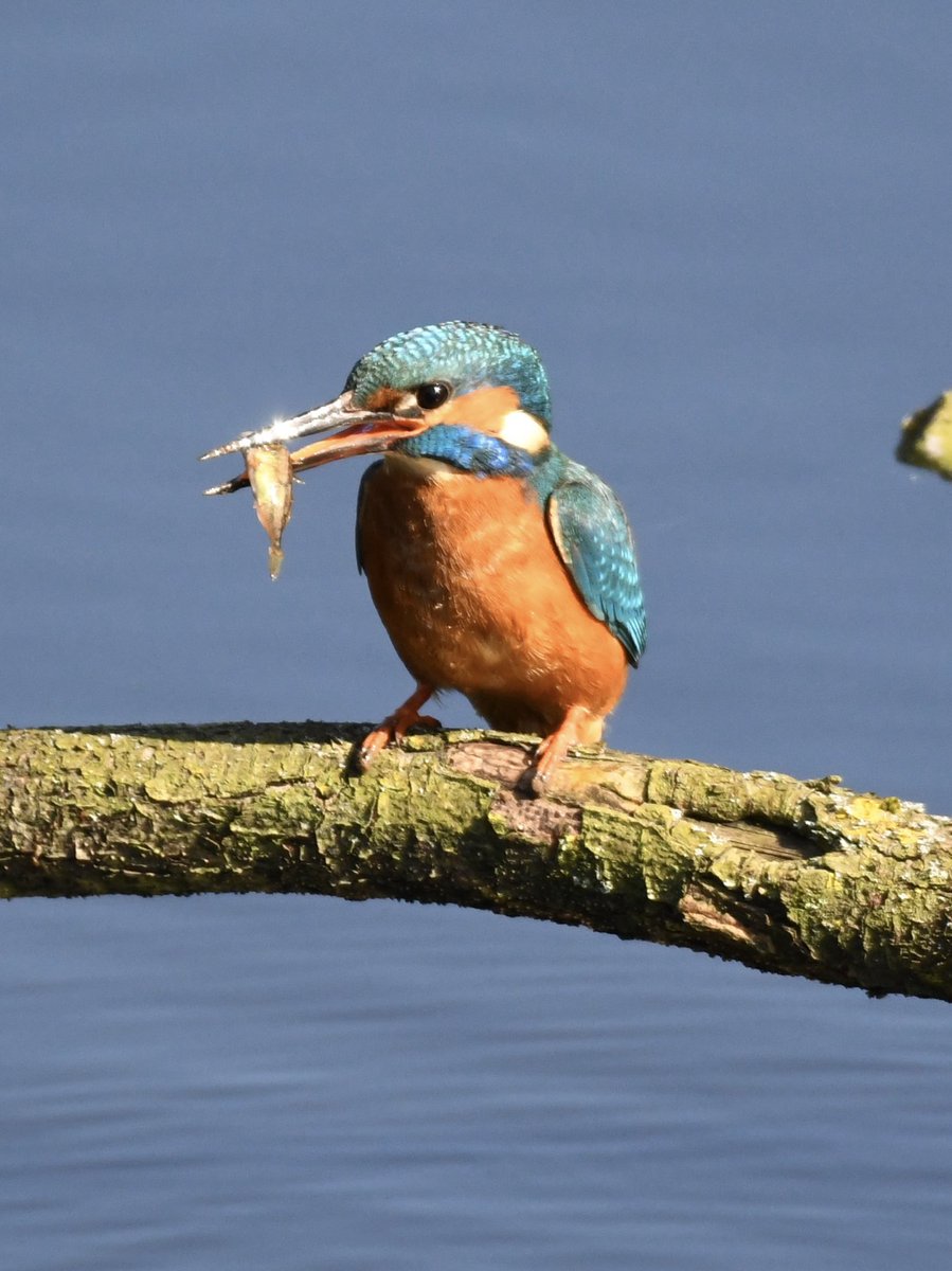 Grumpysnapper's tweet photo. @tophilllow today fine sunny day looks as if kingfisher has soil on beak maybe excavating burrow @naturevoice https://t.co/io4yRrMWQI
