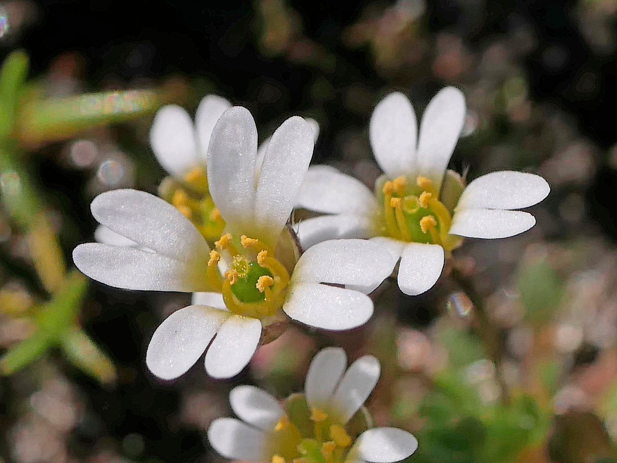 Sylvatica tweet media