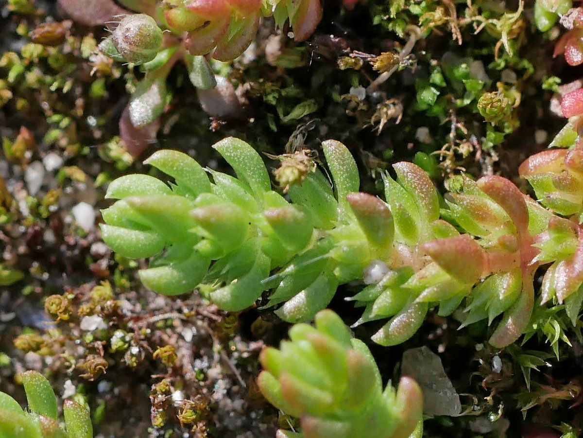 Sylvatica tweet media