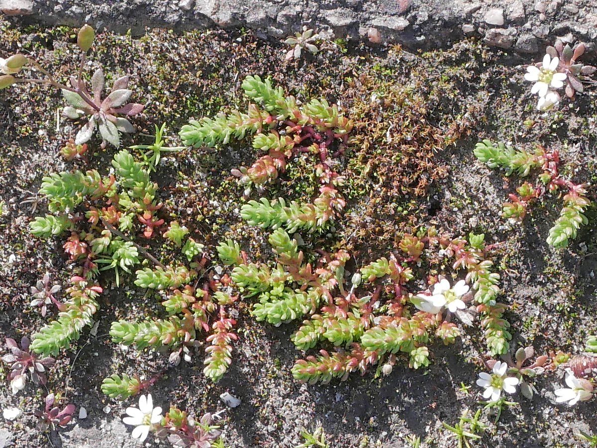 Sylvatica tweet media