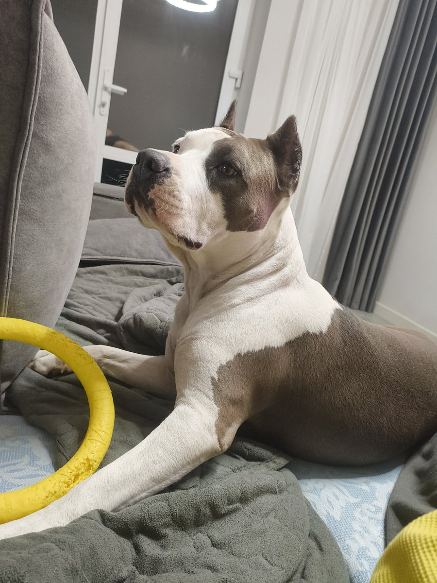 Даниил Кортез tweet media