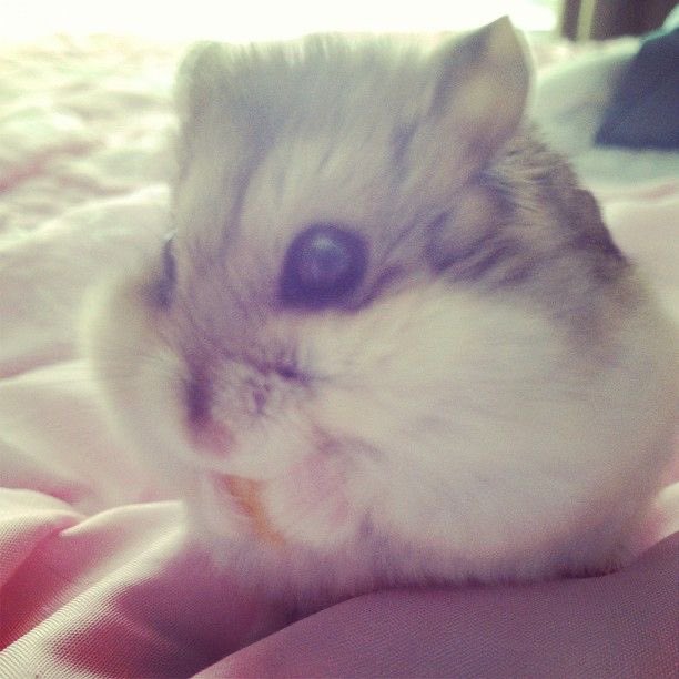 elfinchen﹒♡ ❄️ tweet media