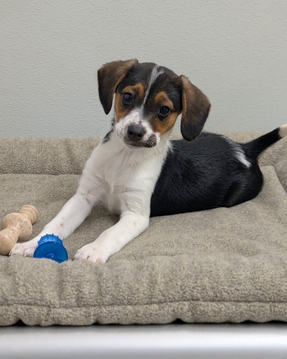 Beagle Freedom Project tweet media