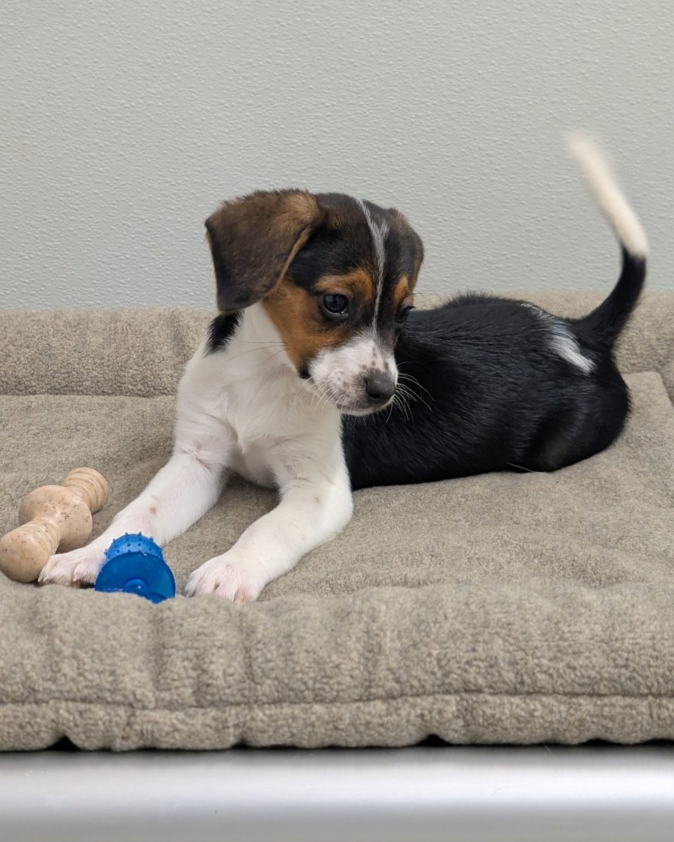 Beagle Freedom Project tweet media