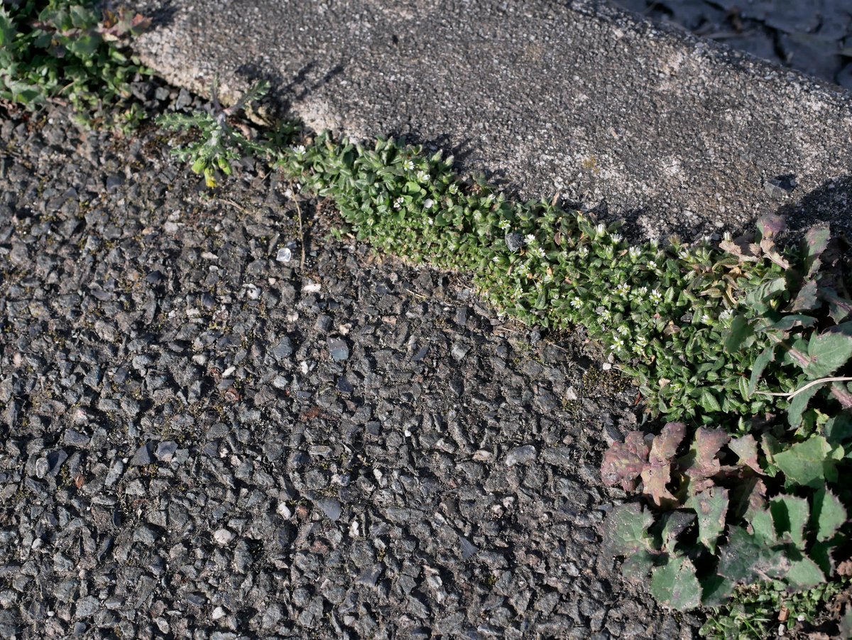 Sylvatica tweet media