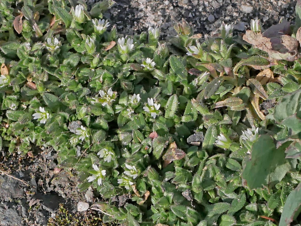 Sylvatica tweet media