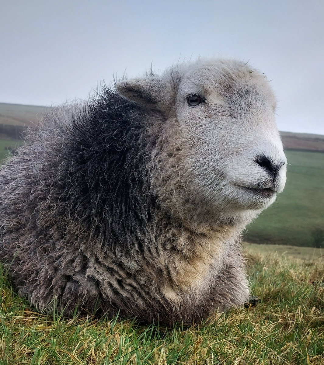 Herdwicks of Highfields Farm tweet media