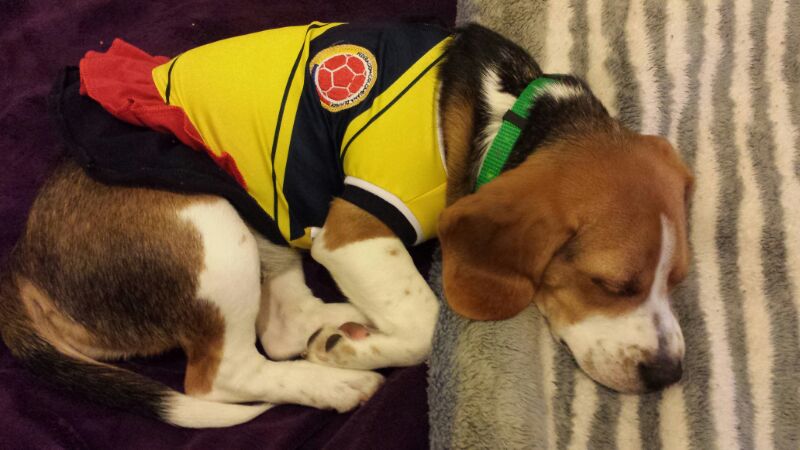 "Alô, <a href="/santander_br/">Santander Brasil</a> 🐺✨
Leva meu dono pra ver a rainha Shakira no VIP do Rio!
Prometo latir, uivar e fazer a maior festa quando ele voltar desse sonho. #SemanaDoFãSantander
#SantanderConLaReina #Shakicabana"