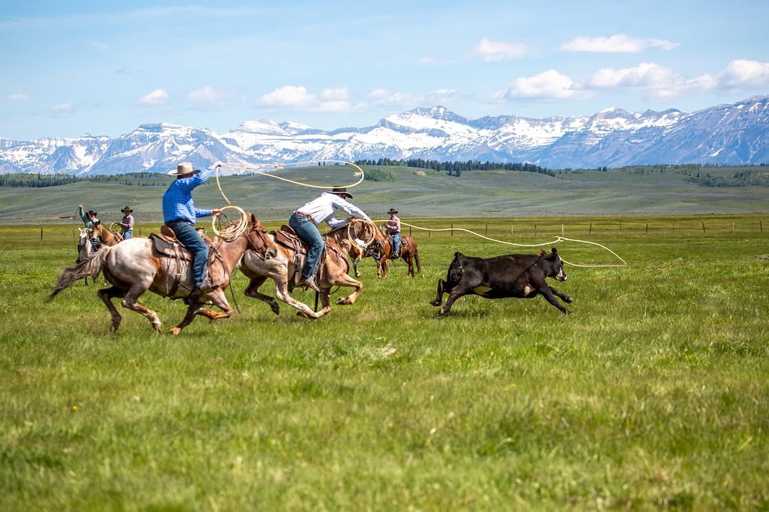 Cattleman's Cut tweet media