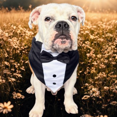 Top Shelf Bourbon tweet media