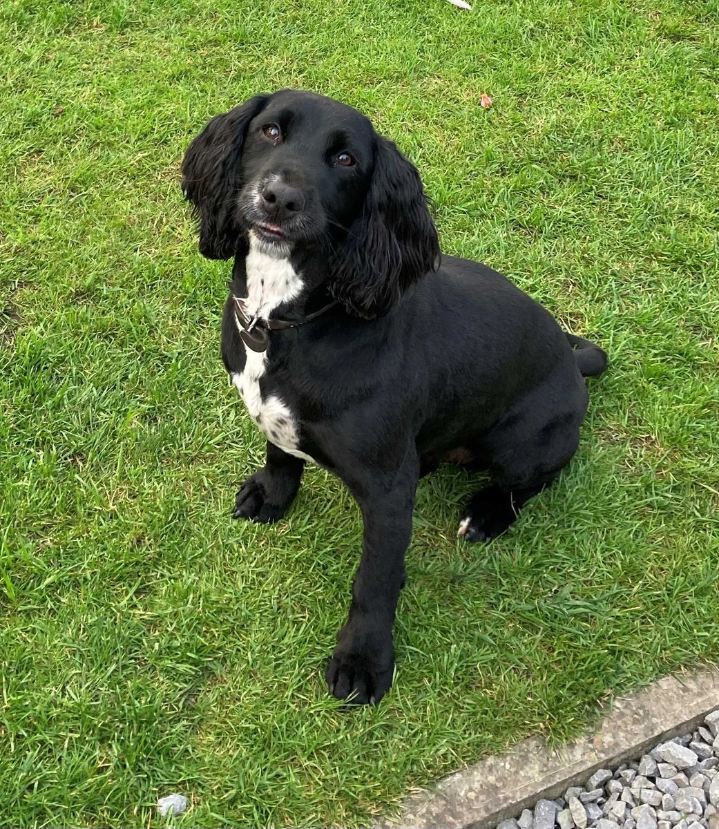 chris towers tweet media