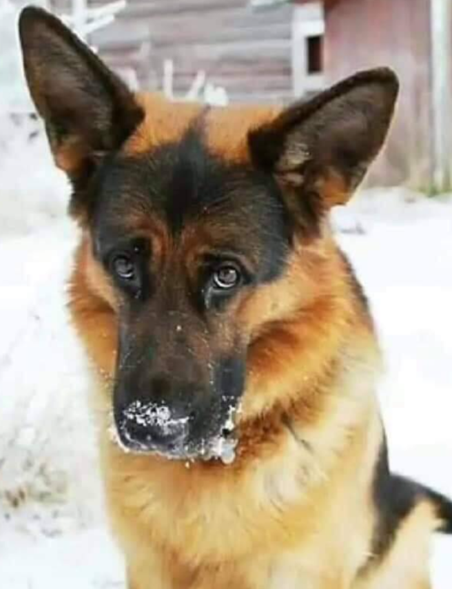 Tweets of Dogs tweet media