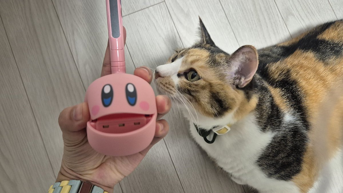 고앵구와 급식이 tweet media