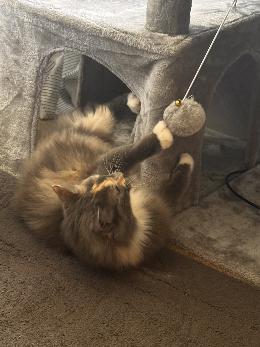 KyleXCVI ⌥ Vtuber ✨ tweet media