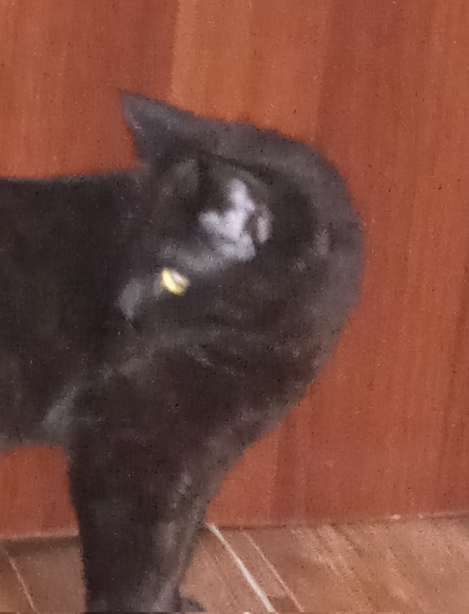 Ikiryo 🪻 tweet media