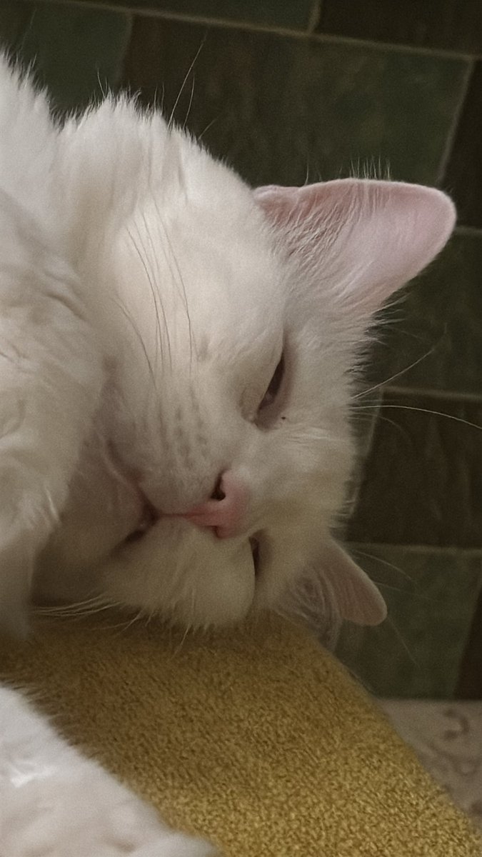 אימו שנז tweet media