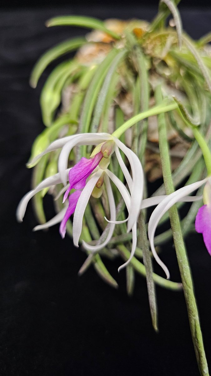 BlueRidgeOrchid's tweet photo. Leptotes Pat Thurtle from a BROSoV member who grows orchids outdoors and in a solarium in Blacksburg.
#leptotes
#growingorchids
#blueridgeorchidsocietyvirginia
Photo taken by M. Drewry on March 8, 2026. https://t.co/EVAoxwtDn2