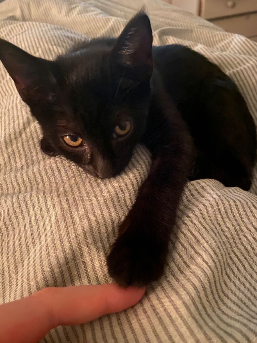 Black cats are not bad luck tweet media