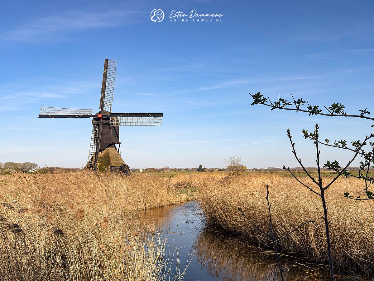 ByEstrella's tweet photo. Doorgefietst naar #Sleeuwijk en #Uppel en de twee wipmolens die daar staan weer eens bezocht en gefotografeerd. Hier de Uitwijkse molen. https://t.co/73MAUvqqFN